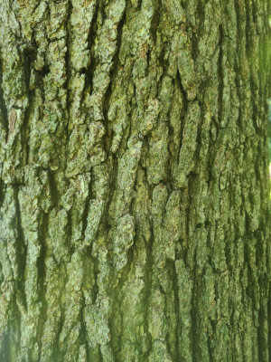 Bur Oak Bark